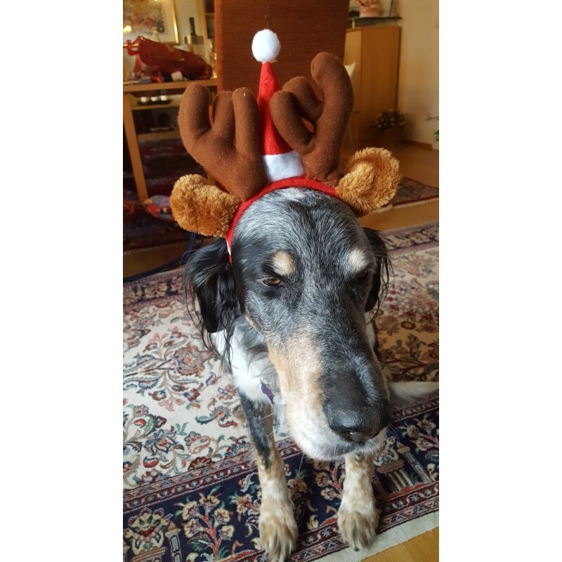 Weihnachtsmütze Hund Nikolausmütze mit Band für Hunde Katze Kleidung, 4